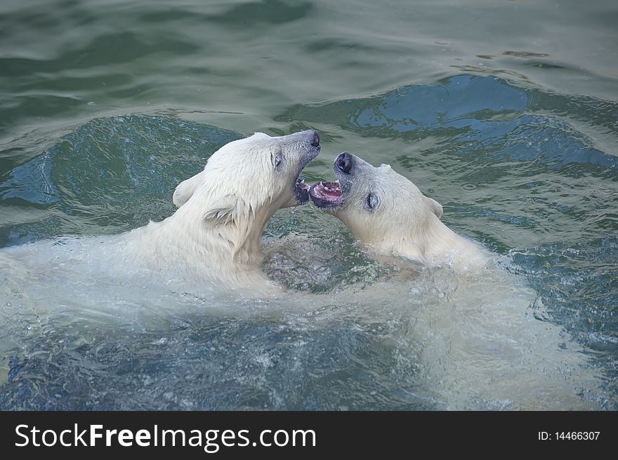 Two little white polar bears in water. Two little white polar bears in water