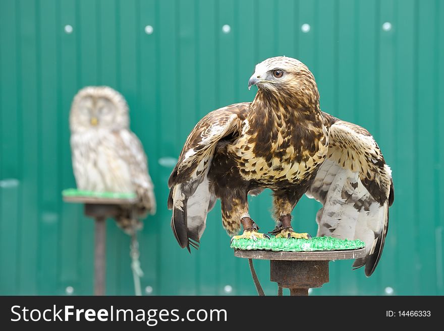 Golden eagle (Aquila chrysaetos) with owl on background