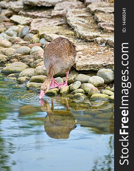 Duck drinking from the pond. Duck drinking from the pond