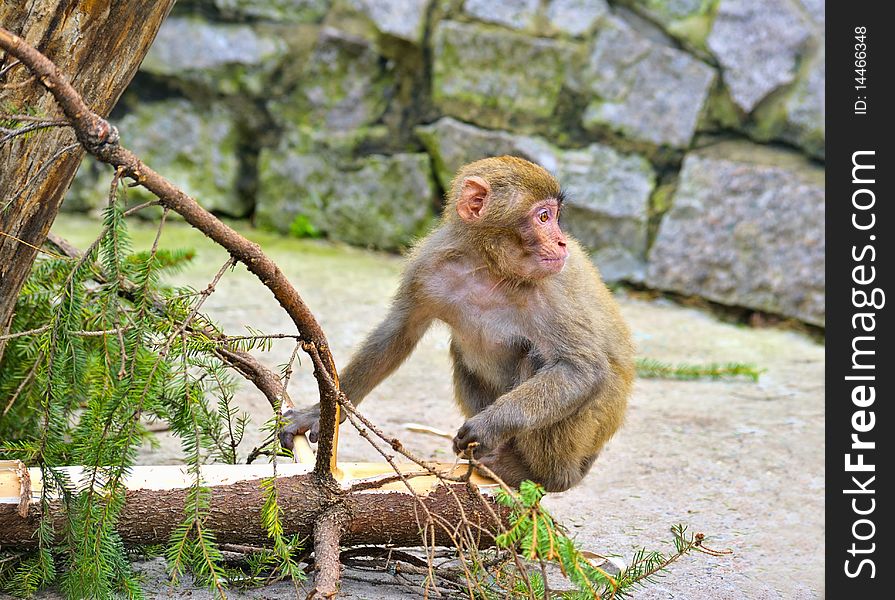 Monkey sit on the conifer