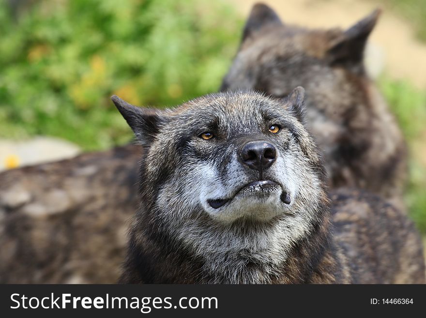 A photo of timberwolves in springtime. A photo of timberwolves in springtime