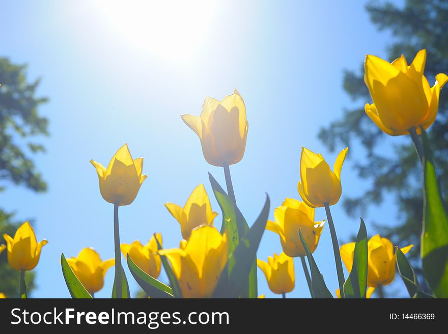 Many yellow tulips with sun light