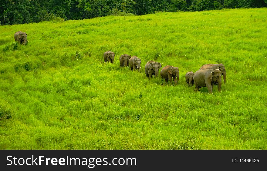 Wilds elephant at Kaoyai National Park