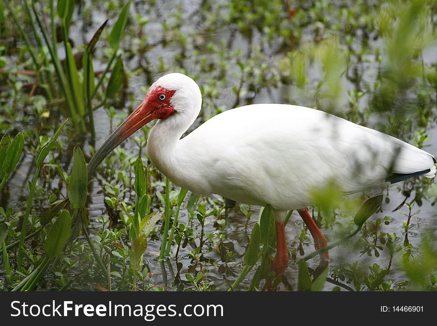 White Ibis hunting for food, Sawgrass Lake Park, St. Petersburg, Florida