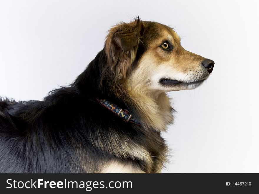 Portrait of a dog from side profile on a white background. Portrait of a dog from side profile on a white background.