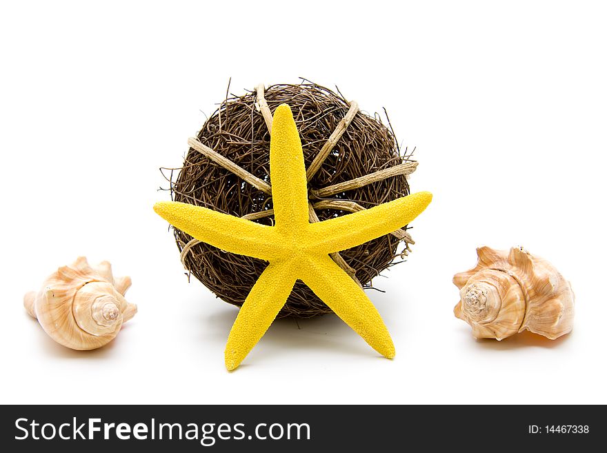 Yellow sea star with shell