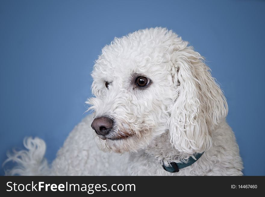 Poodle portrait on blue background