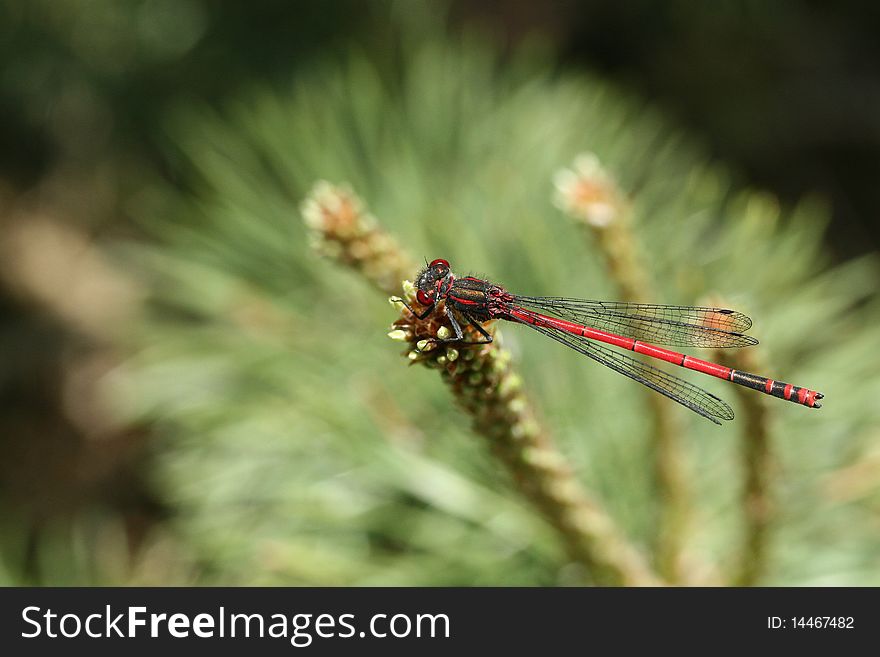 Dragonfly resting on a branch for the next flight. Dragonfly resting on a branch for the next flight
