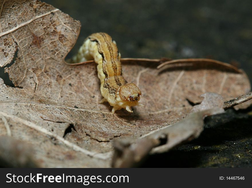 Caterpillar on a tree, walking on a leaf