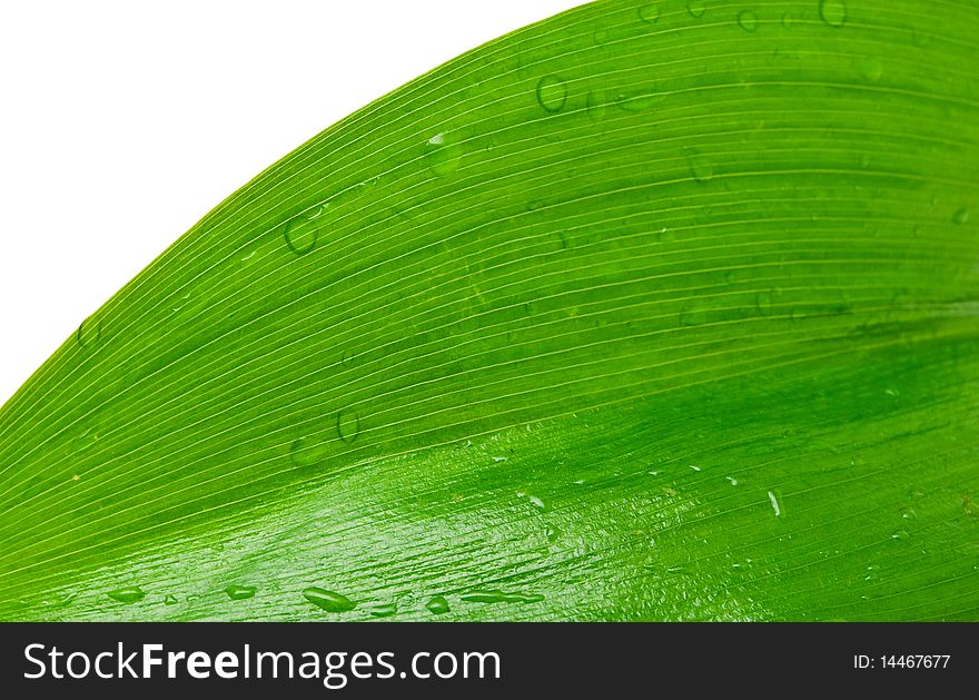 Green leaf with drops of dew on a white background