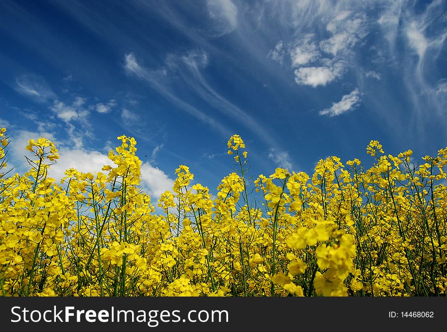 Field of oilseed rape