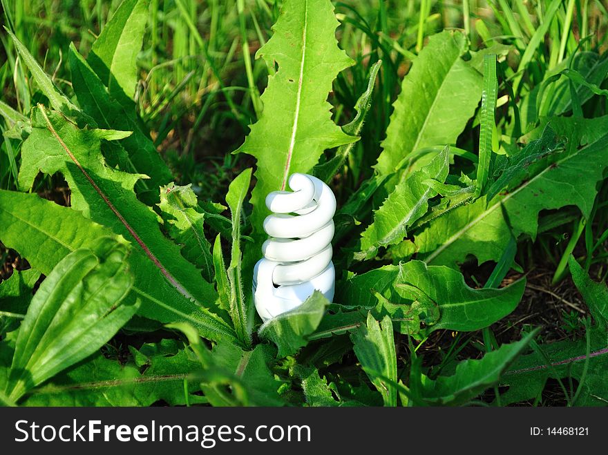 Image of the light bulb that has grown in a green garden. Image of the light bulb that has grown in a green garden