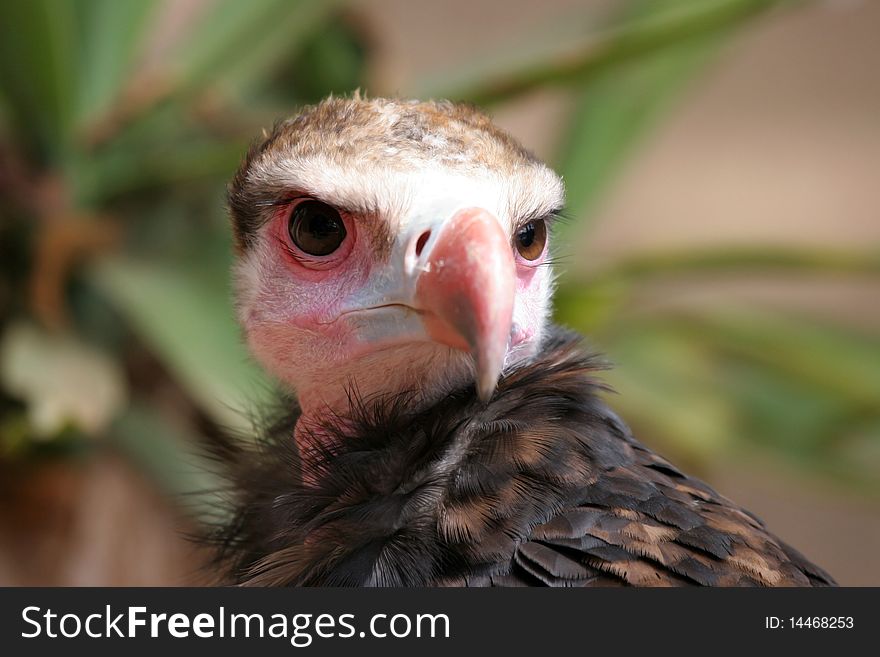 Vulture, Right In The Eyes