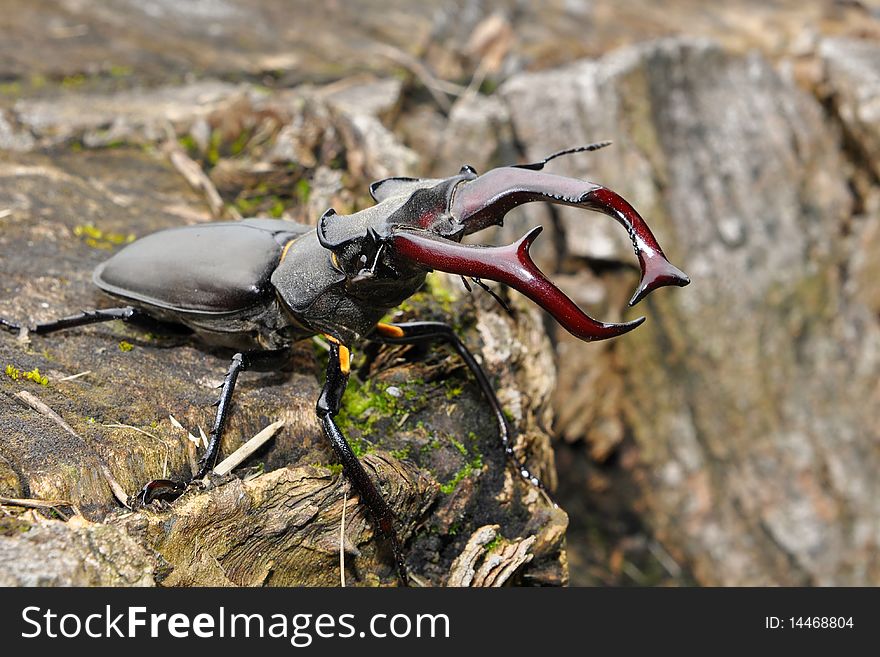 Male stag beetles use their jaws to wrestle each other for favoured mating sites in a manner that parallels the way stags fight over females.