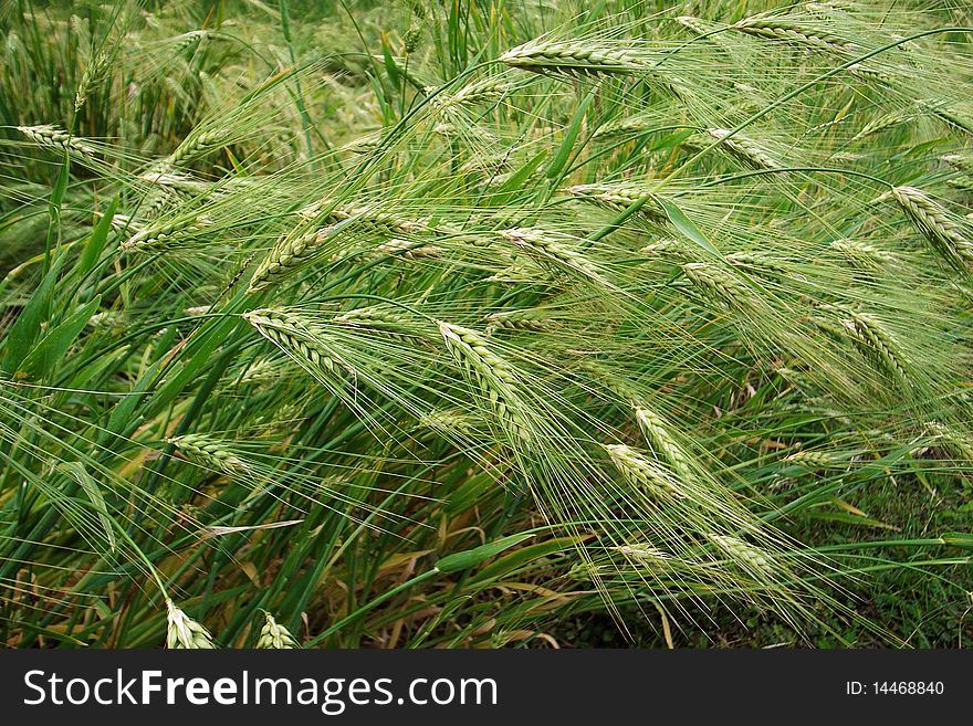 Scenery of green wheat fields in Tibet in the summer