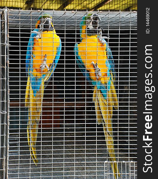 Two parrots in a cage looking at people go by. Two parrots in a cage looking at people go by