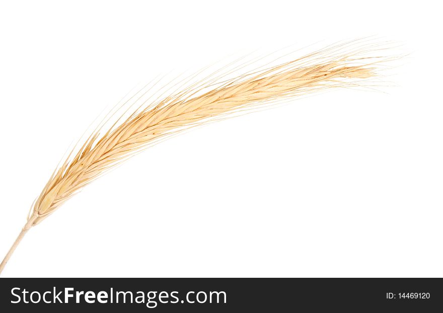 Wheat ear on white background