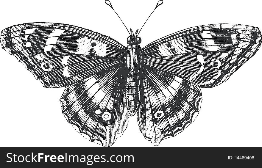 Mottled Butterfly