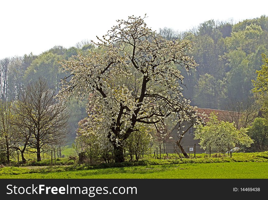 Farm with cherry tree in spring, Germany