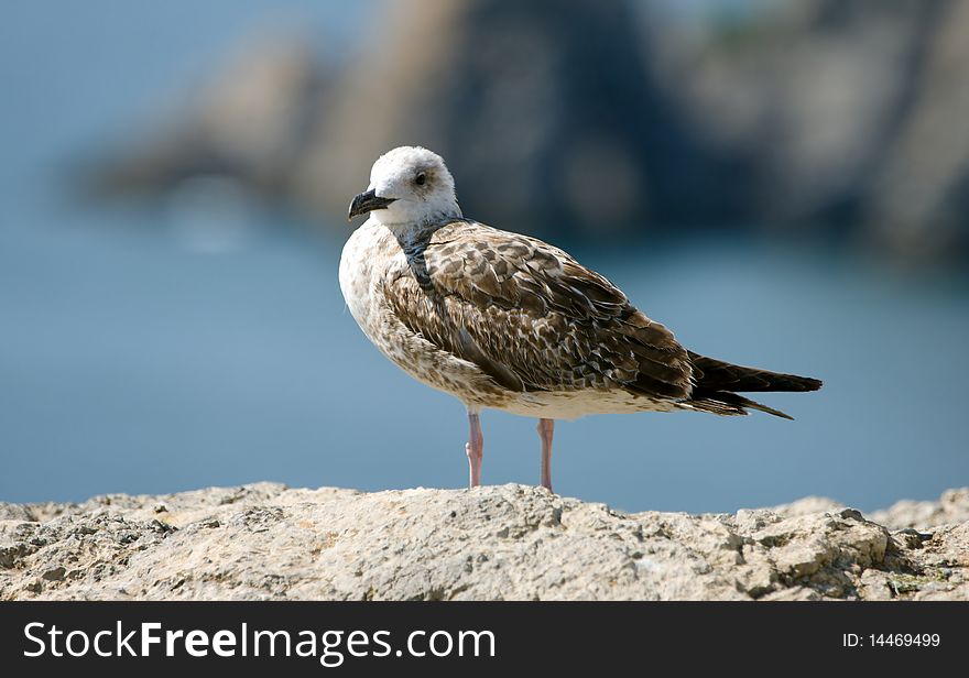 Seagull staying on stone over sea background. Seagull staying on stone over sea background