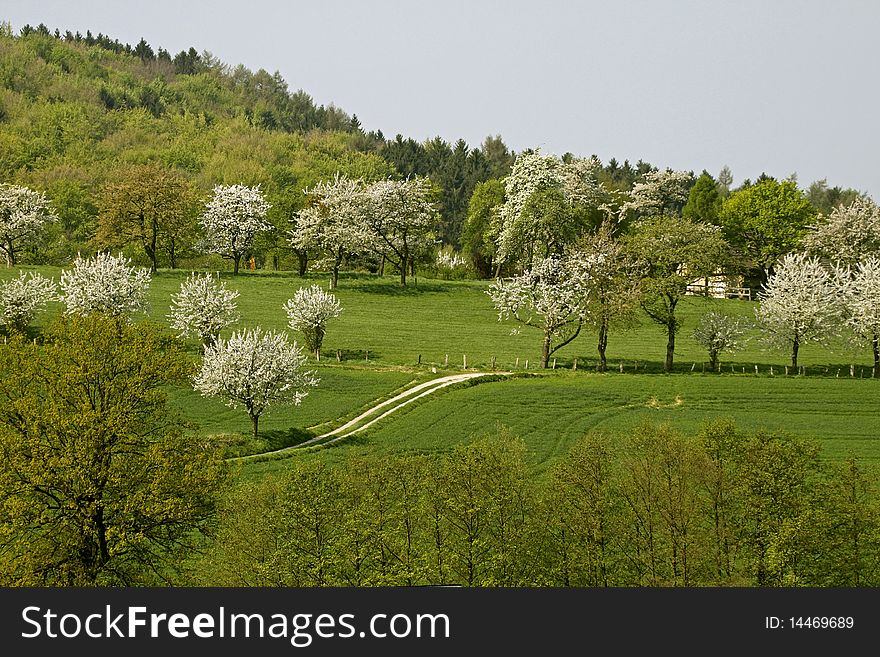 Cherry trees in spring, Hagen, Lower Saxony, Germany, Europe. Cherry trees in spring, Hagen, Lower Saxony, Germany, Europe