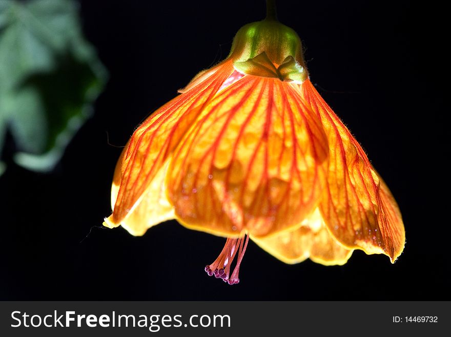 Macro view of a lighted flower looks like night lamp