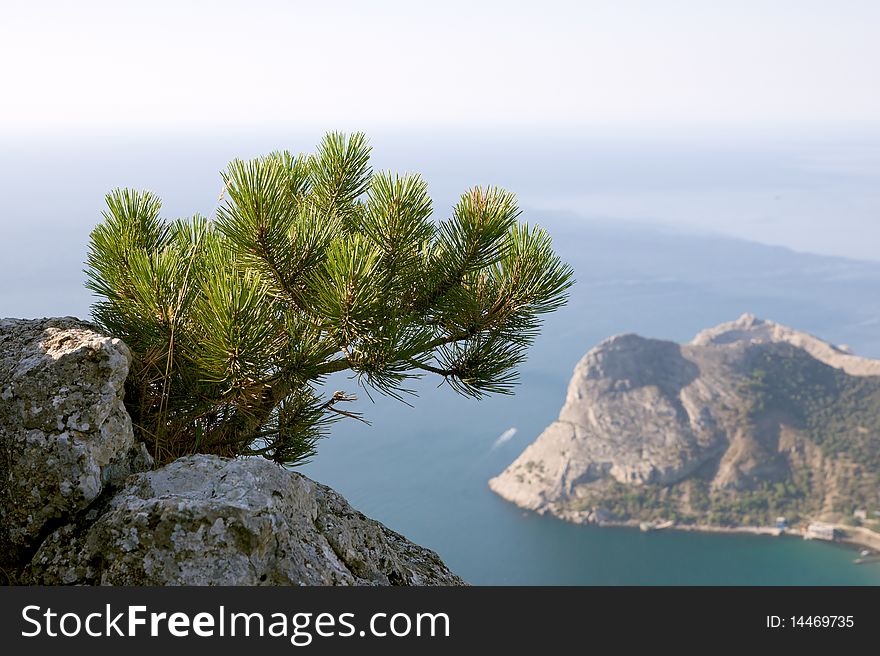 Pine Over Crimea Coast