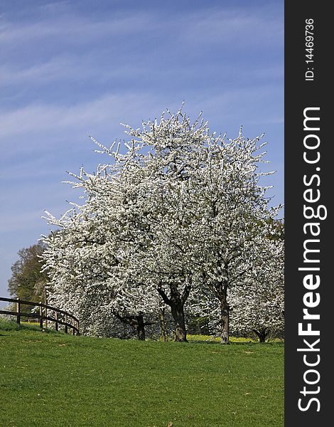 Cherry trees in spring, Hagen, Germany