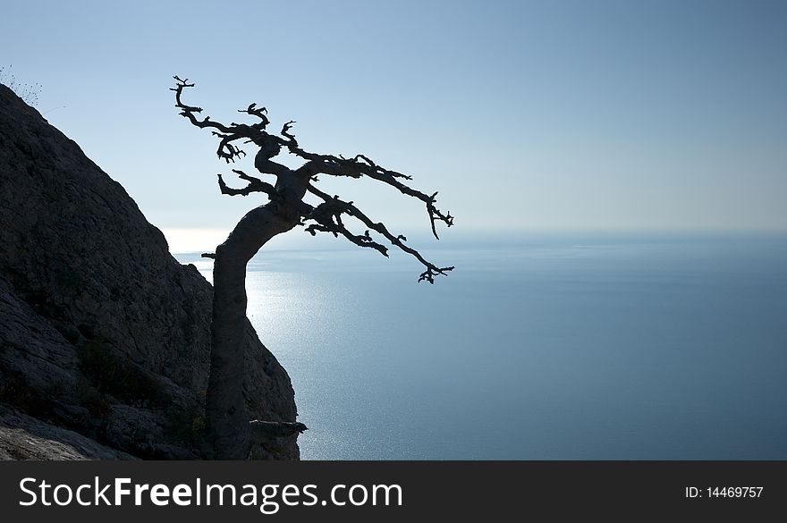 Dead tree on sea coast in Crimea mountains, Black sea