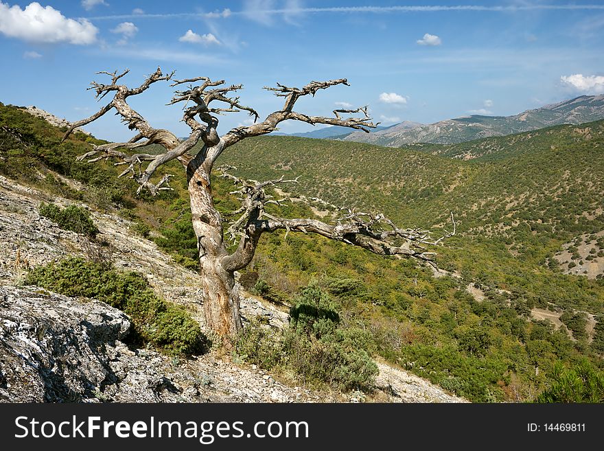 Dead Tree In Mountains