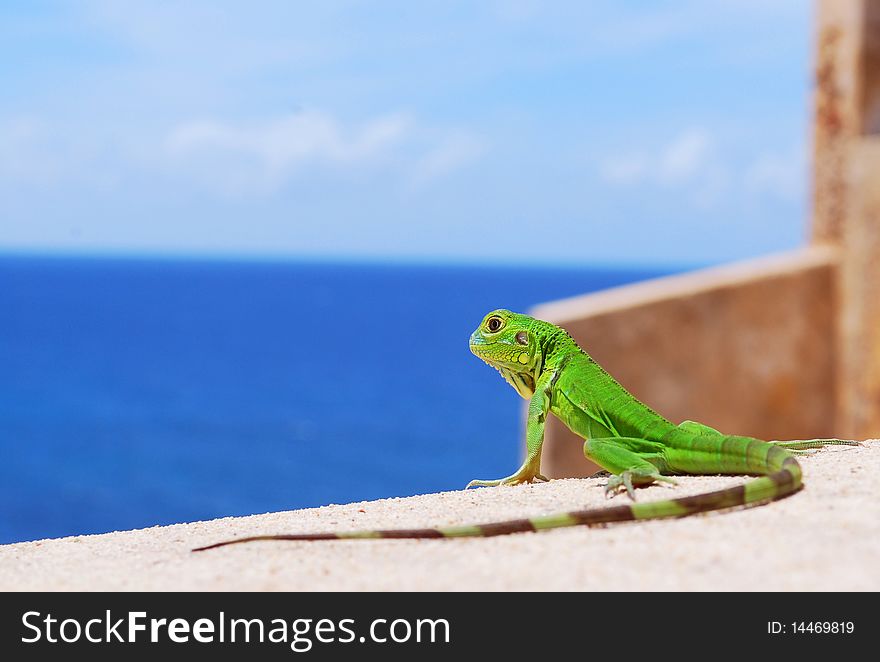 Caribbean Lizard