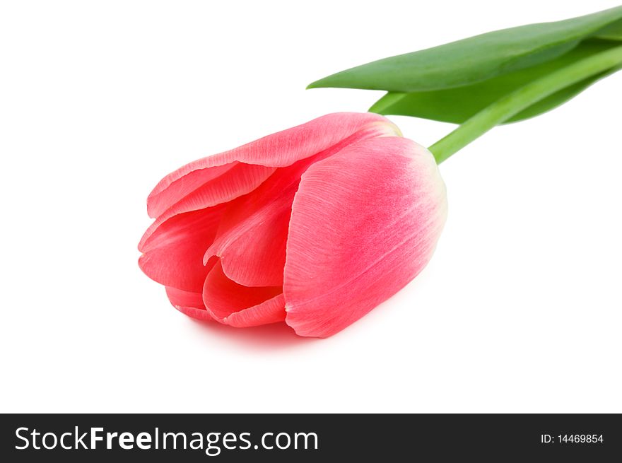 Beautiful pink tulip isolated on white background