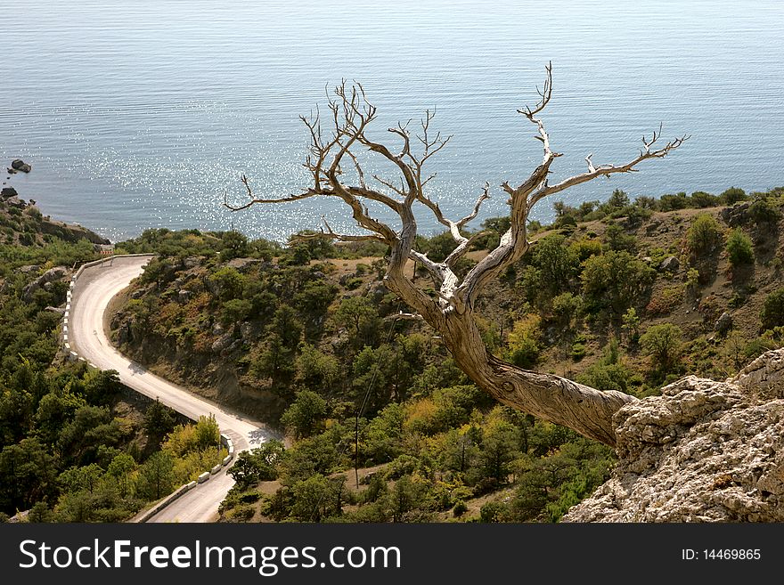 Dead pine tree on rock near to sea coast. Dead pine tree on rock near to sea coast