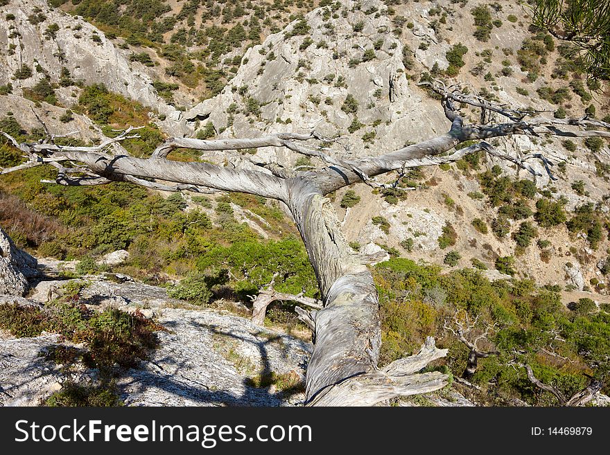 Dead pine tree branches in Crimea mountains