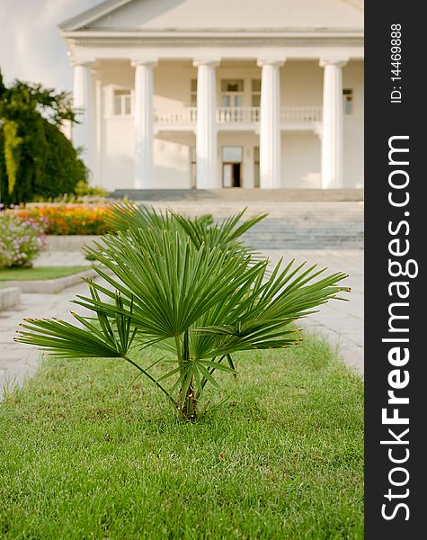 Palm in foreground of palace with columns in evening light, Sudak, Crimea.