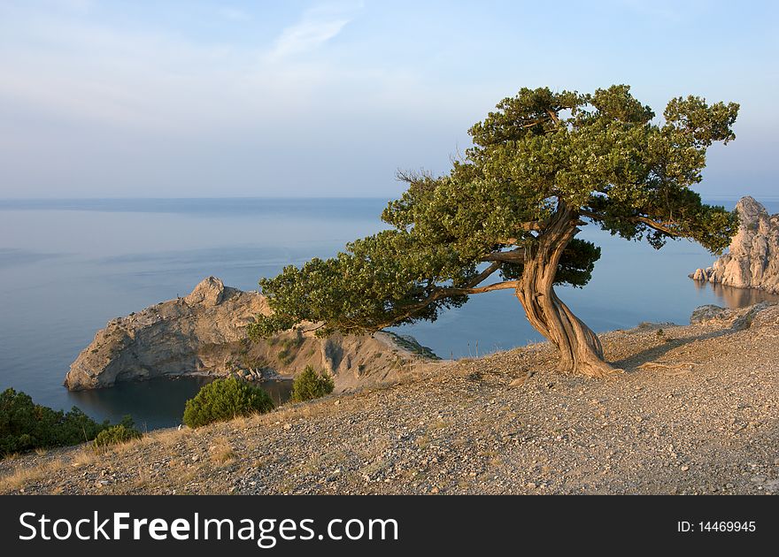 Crimea pine tree on mountain over sea coast. Crimea pine tree on mountain over sea coast