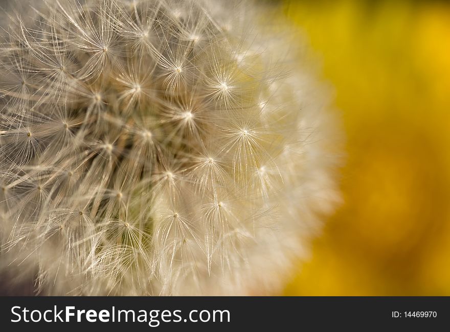 Close up of Dandelion Seed Background