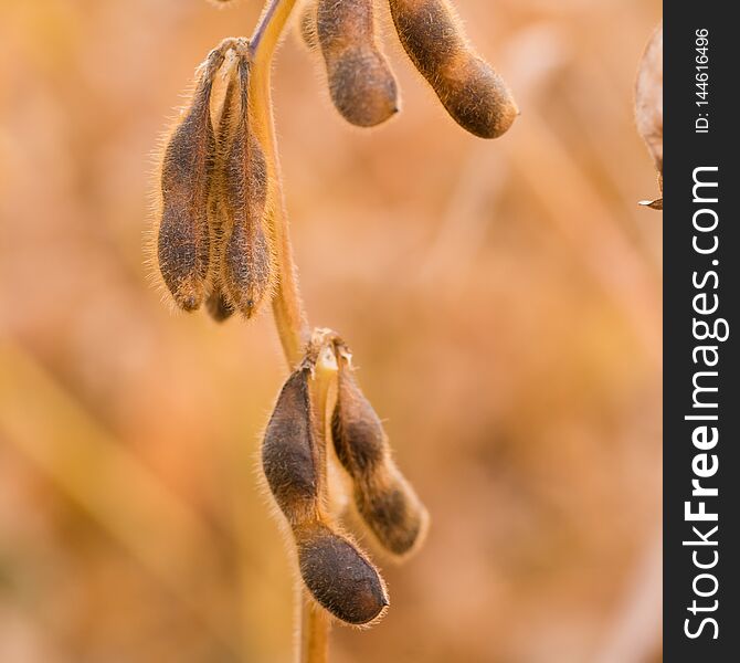 Ripe Soybean pods in field. Copy space for text