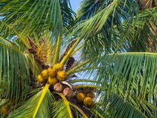 Free Coconuts Growing On A Green Palm Tree Against A Blue Sky Stock Image - 144631001