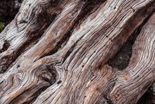 Dry Brown Trunk Stock Image