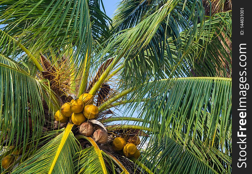 Coconuts growing on a green palm tree against a blue sky