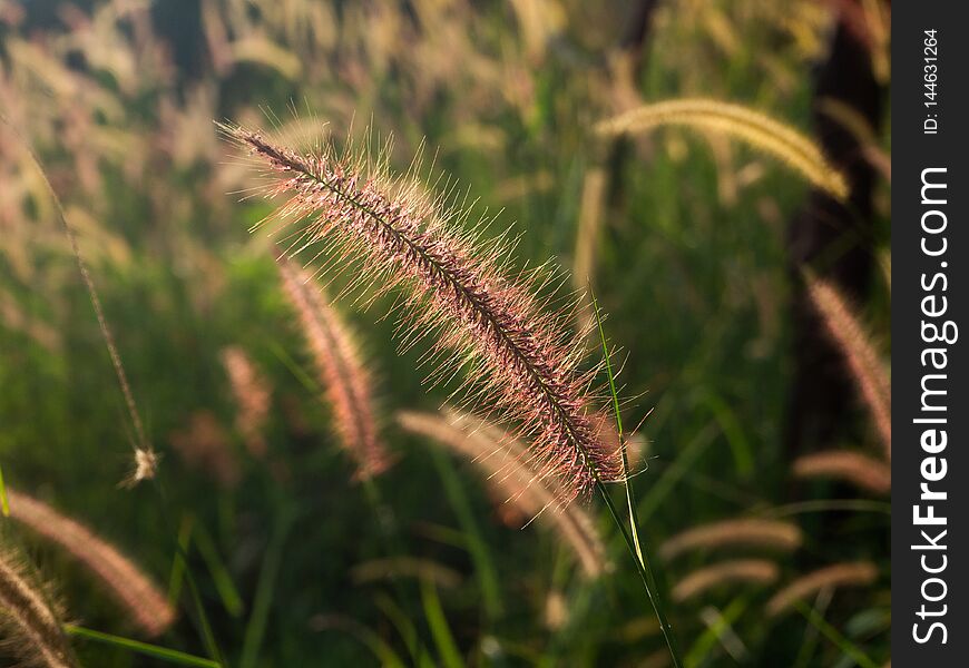 Spikelets in the field at sunset. Thailand.