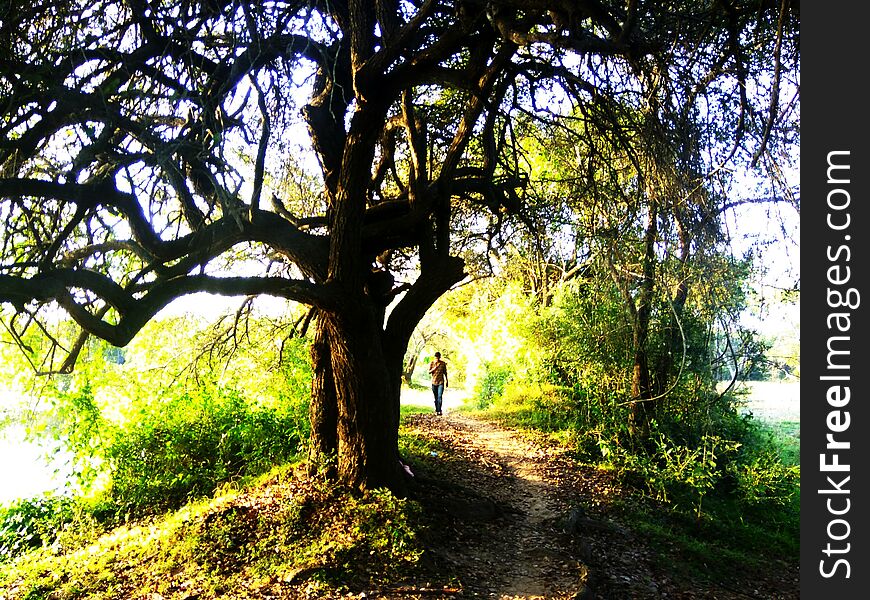 We love to travel. in traveling tree are the best place to rest. This is a tree that we see while our Anuradhapura trip. This is a `maara` tree near a lake.n. We love to travel. in traveling tree are the best place to rest. This is a tree that we see while our Anuradhapura trip. This is a `maara` tree near a lake.n