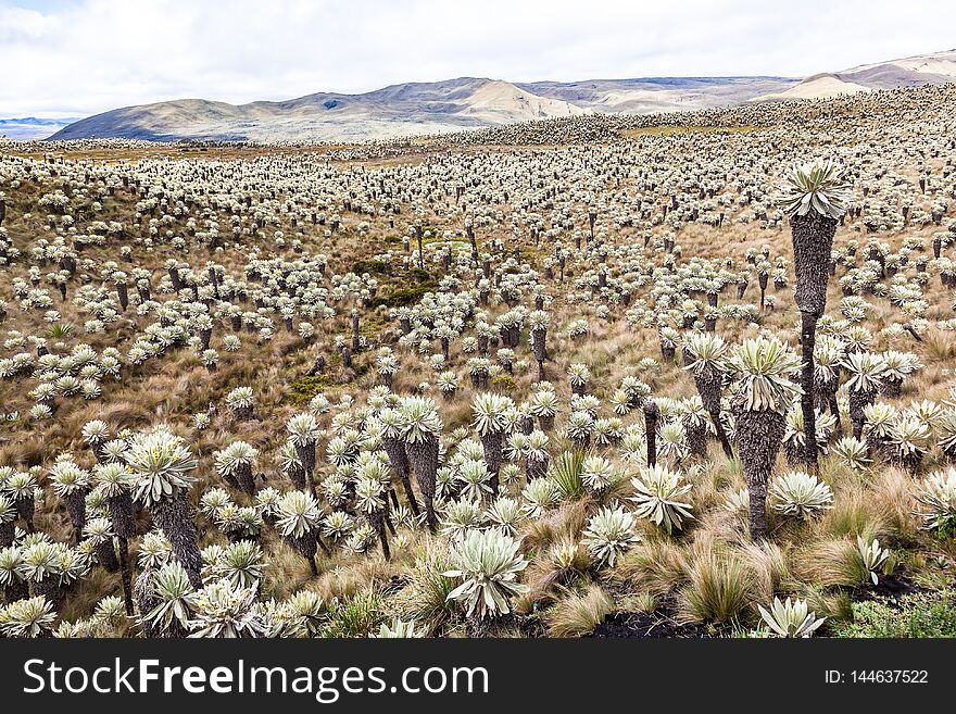 Andean landscape, frailejÃ³n moors in Tulcan, province of Carchi. Endemic plant in this area of Ecuador
