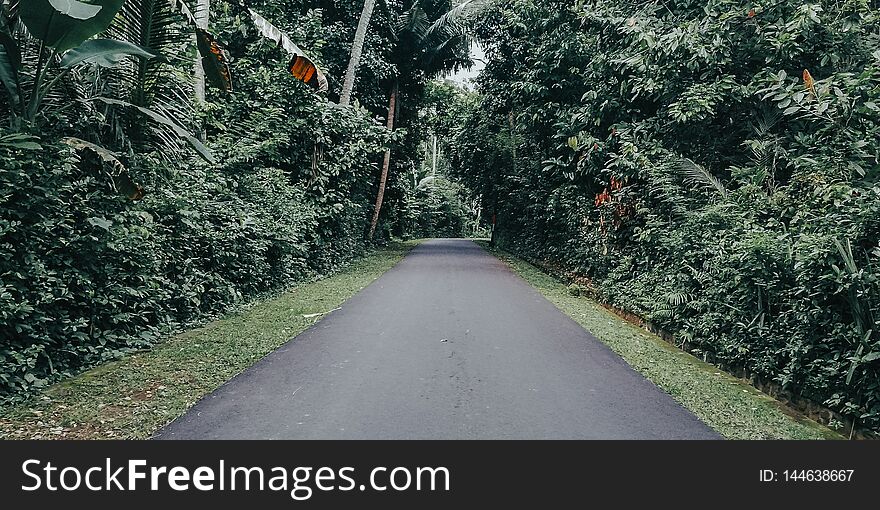 Images of rural nature, with forests on the right and left, pictures of roads in the village, with green nature