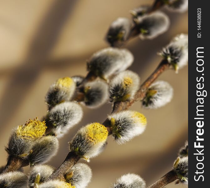 In honor of Easter twigs of willow with blossoming earrings closeup. In honor of Easter twigs of willow with blossoming earrings closeup