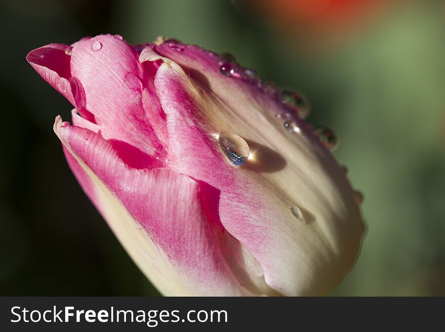Tulip covred with dew drops