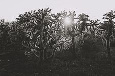 Black And White Cacti With Sun Shining Through Royalty Free Stock Photography