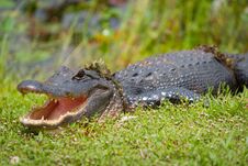 Alligator Emerges From Swamp With Vegetation Wrapped Around Body Royalty Free Stock Photos