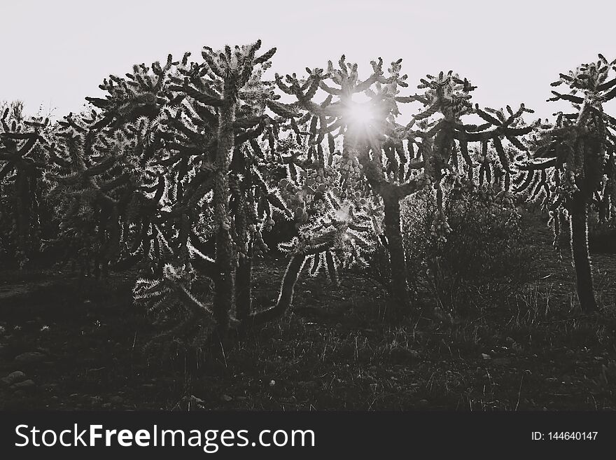 Black and white photo of southwest group of desert cacti, silhouetted, with sun shining through. Black and white photo of southwest group of desert cacti, silhouetted, with sun shining through.